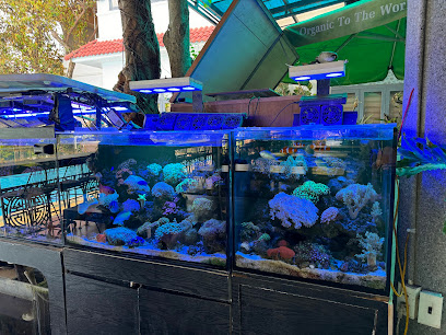 Quán cà phê hồ bơi phượng hoàng